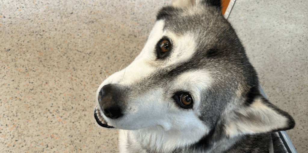 What Office Dogs Teach Us About Marketing 🐾