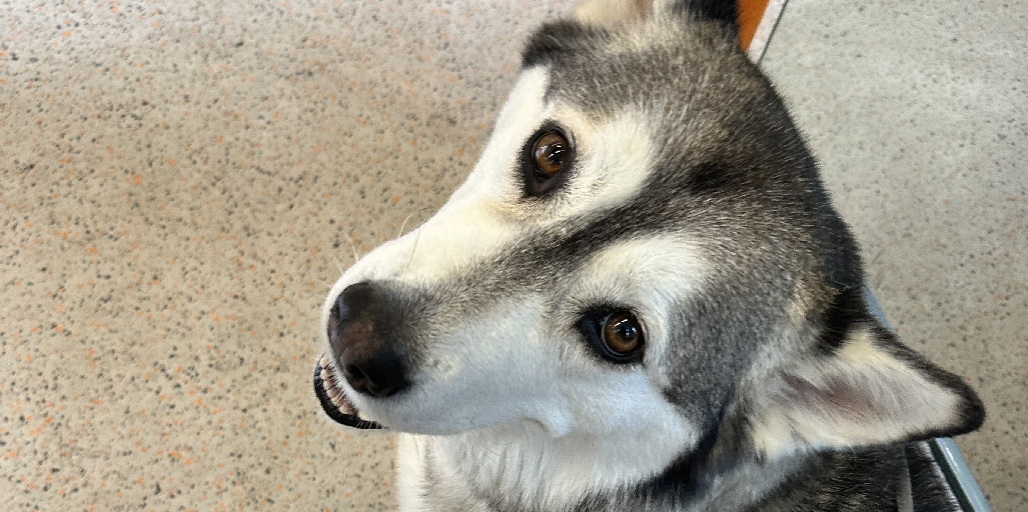 Officedog